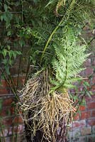 Winter protection. Wrapping and insulating Dicksonia antartica with hanging basket lining and straw.