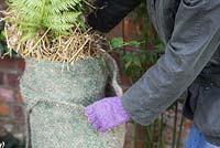 Winter protection. Wrapping and insulating Dicksonia antartica with hanging basket lining and straw.