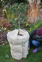 Winter protection for Abutilon. Wrapping pot with warm hessian, filling with autumnal leaves for insulation and covering plant with Fleece.