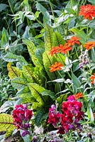Rumex atrosanguinea is planted for its decorative foliage next to Antirrhinum majus 'Rocket F1 Samtrot' and Zinnia angustifolia 'Profusion Fire'