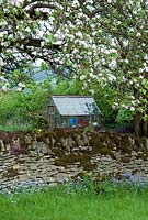 Rural Cotswold garden with dry-stone wall, greenhouse and apple tree in blossom