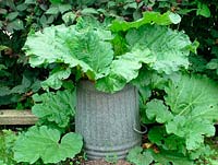 Neglected rhubarb growing through an old dustbin, originally used as a means of forcing growth