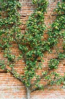 Malus - Apple 'Golden Reinette' trained in espalier style on old brick wall