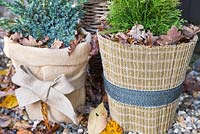 Winter protection. Plant pots wrapped with warm insulative material, filled with autumnal leaves to help insulate and keep warmth inside. Thuja occidentalis 'Danica', Juniperus squamata 'Blue Carpet' and Buxus