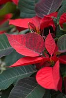 Euphorbia pulcherrima 'Infinity Red'
