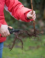 Planting a bareroot raspberry cane fruit bush - trim off long roots to encourage roots to grow quickly