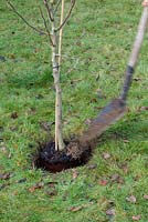 Planting a bareroot fruit tree - back-filling tree with soil