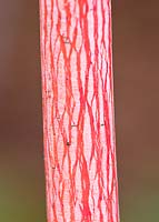 Pink and white bark of the maple - Acer conspicuum 'Phoenix'
