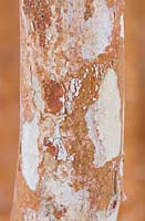 Luma Apiculata - Chilean Myrtle - close up of bark 