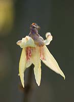 Chimonanthus fragrans