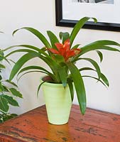 Pale green container planted with Guzmania - bromeliad