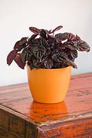 Dark leaves of a Peperomia in an orange container