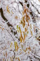 Salix leaves covered by hoarfrost