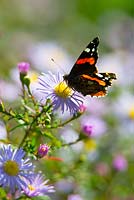 Red Admiral butterfly on Aster novi belgii 'Climax'