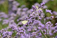 Butterfly Pieris rapae on Limonium gmelinii