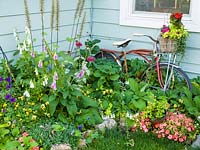Colourful border and old bicycle used as container with Digitalis, Viola, Impatiens, Begonia 