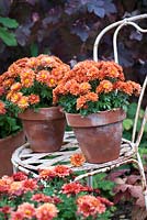 Orange chrysanthemum 'Poppins' in pots displayed on old chair