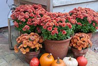 Chrysanthemums in containers with squashes and pumpkins outside house