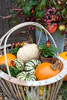 Rustic basket with squashes and pots of violas