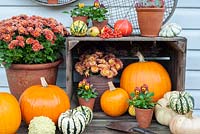 Autumn plants arranged with squashes and pumpkins - including violas and chrysanthemums
