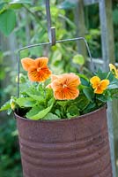 Orange violas in rusty hanging pot - Viola 'Cats Whiskers' and Viola 'Halloween'