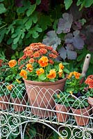Autumn planted jardinere with containers of Viola 'Cats Whiskers Orange' and Chrysanthemum 'Poppins'