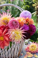 Mixed coloured dahlias in old basket