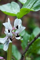 Vicia fabia 'Statissa' in flower - broad beans