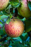 Malus domestica 'Autumn Russet' - heritage apple