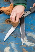 Applying oil to the shears blades for protection