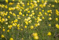 Narcissus Bulbocodium - Hoop petticoat daffodil, RHS garden Wisley.  The Alpine meadow. 