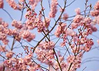 Prunus Accolade - in flower 