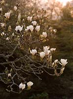 Magnolia Denudata at sunset 