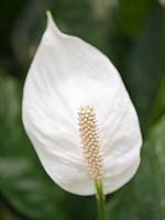 Spathiphyllum - white flower of the peace lily - flower of scotland