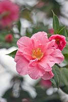 Camellia 'Leonard Messel' 