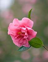 Camellia 'Leonard Messel'