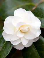 Camellia japonica 'Imbricata Alba'