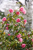 Camellia x williamsii 'Crinkles'