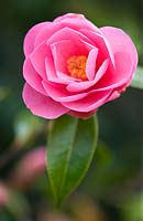 Camellia x williamsii 'Crinkles'