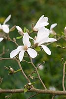 Magnolia x loebneri 'Snowdrift'