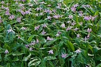 Erythroniums in the woodland