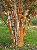Luma apiculata
