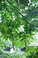 Pterocarya Rhoifolia