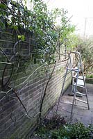Winter pruning of Rosa 'Red Facade' - thinning out stems and tying into wire