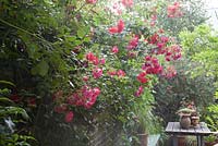 Rosa 'Red Facade' trained on brick wall in London town garden