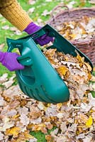 Woman using hand leaf scoops to clear garden of autumnal leaves