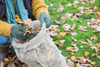 Woman filling hessian sack of fallen autumnal leaves