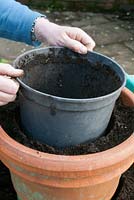 Potting and training Passiflora. Plant the old pot inside the new one to create a template for the rootball to be potted 