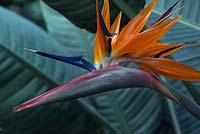 Strelitzia reginae (bird-of-paradise flower) 