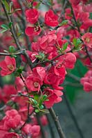Chaenomeles speciosa 'Umbilicata', flowering quince
